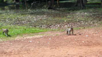 foto photo фото Angkor monkeys at road