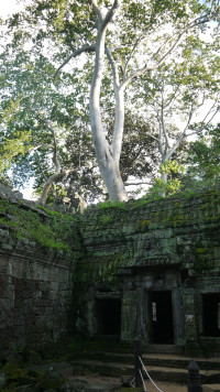 foto Angkor Thom - Chramu a dzungle
