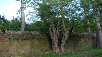 foto photo фото Jungler og templer - Angkor - Templi e giungle