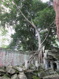 foto Angkor Ta Prohm